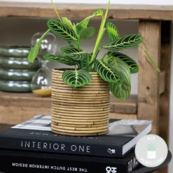 Maranta Lemon Lime – Plante De Prière – Plante D'intérieur – Purificateur D'air – ⌀12cm –↕10-15cm -VIDA Plantes Magasin 640b786de20cc6.15937714