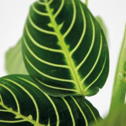 Maranta Lemon Lime – Plante De Prière – Plante D'intérieur – Purificateur D'air – ⌀12cm –↕10-15cm -VIDA Plantes Magasin 640b786e004742.79640543