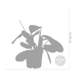 Maranta Lemon Lime – Plante De Prière – Plante D'intérieur – Purificateur D'air – ⌀12cm –↕10-15cm -VIDA Plantes Magasin 640b786e0d5cb2.39616864