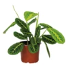 Maranta Lemon Lime – Plante De Prière – Plante D'intérieur – Purificateur D'air – ⌀12cm –↕10-15cm -VIDA Plantes Magasin 640b786e13a4d5.34233717