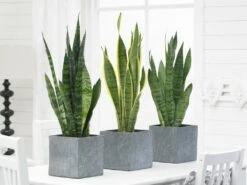 2x Sansevieria 'laurentii' Xl – Langue De Dame – Succulente – Facile à Entretenir – ⌀17cm – ↕55-65 Cm -VIDA Plantes Magasin 640b787fae2b77.12325864