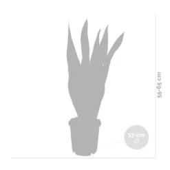 2x Sansevieria 'laurentii' Xl – Langue De Dame – Succulente – Facile à Entretenir – ⌀17cm – ↕55-65 Cm -VIDA Plantes Magasin 640b787fb1b790.19239259