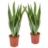2x Sansevieria 'laurentii' Xl – Langue De Dame – Succulente – Facile à Entretenir – ⌀17cm – ↕55-65 Cm -VIDA Plantes Magasin 640b787fb81fc2.44212067