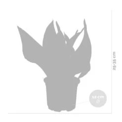 Sansevieria 'laurentii' – Sansevieria – Succulente – Peu D'entretien – ⌀12cm – ↕25-35cm -VIDA Plantes Magasin 640b7892936c92.85423753