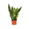 Sansevieria 'laurentii' – Sansevieria – Succulente – Peu D'entretien – ⌀12cm – ↕25-35cm -VIDA Plantes Magasin 640b789298d018.16931560