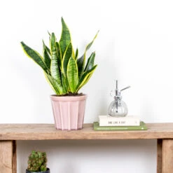 Sansevieria 'laurentii' – Sansevieria – Succulente – Peu D'entretien – ⌀12cm – ↕25-35cm -VIDA Plantes Magasin 640b7892a30470.84983856