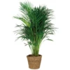Dypsis Lutescens Incl. Panier En Jonc De Mer - Facile D'entretien - ⌀21 Cm - ↕100-110 Cm -VIDA Plantes Magasin 640b7898d0e716.90163002