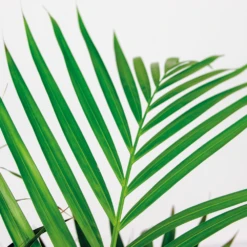 Dypsis Lutescens Incl. Panier En Jonc De Mer - Facile D'entretien - ⌀21 Cm - ↕100-110 Cm -VIDA Plantes Magasin 640b7898e19b00.69601100