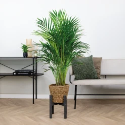Dypsis Lutescens Incl. Panier En Jonc De Mer - Facile D'entretien - ⌀21 Cm - ↕100-110 Cm -VIDA Plantes Magasin 640b7898ee0c36.81719850