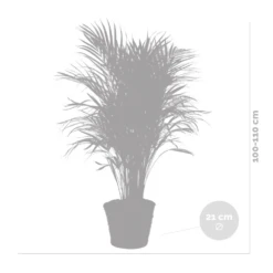 Dypsis Lutescens Incl. Panier En Jonc De Mer - Facile D'entretien - ⌀21 Cm - ↕100-110 Cm -VIDA Plantes Magasin 640b78992bb466.17334359
