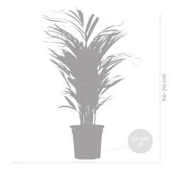 Dypsis Lutescens - Golden Palm - Plante D'intérieur - Entretien Facile - ⌀17 Cm - ↕60-70 Cm -VIDA Plantes Magasin 640b789a5b86e1.39070279