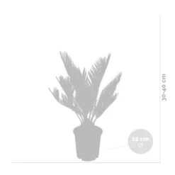2x Cycas Revoluta – Peace Palm – Palmier – Facile D'entretien - ⌀12 Cm - ↕30-40 Cm -VIDA Plantes Magasin 640b789c52ce85.05361926