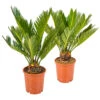 2x Cycas Revoluta – Peace Palm – Palmier – Facile D'entretien - ⌀12 Cm - ↕30-40 Cm -VIDA Plantes Magasin 640b789c5ae845.02523107