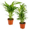 2x Mélange De Palmiers D'intérieur - Dypsis-chamaedorea - Facile D'entretien – ⌀12 Cm - ↕20-45 Cm -VIDA Plantes Magasin 640b789d3d7505.86590872