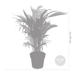 2x Mélange De Palmiers D'intérieur - Dypsis-chamaedorea - Facile D'entretien – ⌀12 Cm - ↕20-45 Cm -VIDA Plantes Magasin 640b789d43a326.57955412