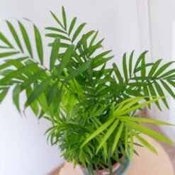 2x Mélange De Palmiers D'intérieur - Dypsis-chamaedorea - Facile D'entretien – ⌀12 Cm - ↕20-45 Cm -VIDA Plantes Magasin 640b789d46bf69.48332906