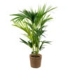 Howea Forsteriana Incl. Panier En Jonc De Mer - Palmier Kentia - Purificateur D'air - ⌀19 Cm - ↕90-100 Cm -VIDA Plantes Magasin 640b789e272846.58572555