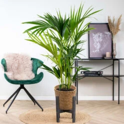 Howea Forsteriana Incl. Panier En Jonc De Mer - Palmier Kentia - Purificateur D'air - ⌀19 Cm - ↕90-100 Cm -VIDA Plantes Magasin 640b789e4b9212.65106370