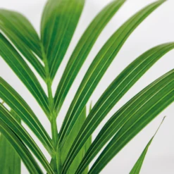 Howea Forsteriana Incl Seagrass Basket - Palmier Kentia - Purificateur D'air - ⌀19 Cm - ↕90-100 Cm -VIDA Plantes Magasin 640b78a06216e9.82338484