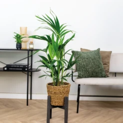 Howea Forsteriana Incl Seagrass Basket - Palmier Kentia - Purificateur D'air - ⌀19 Cm - ↕90-100 Cm -VIDA Plantes Magasin 640b78a0818a38.30649967