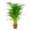 Dypsis Lutescens Incl. Panier En Jonc De Mer - Palmier Doré - ⌀21 Cm - ↕100-110 Cm -VIDA Plantes Magasin 640b78a16c22e7.25812699