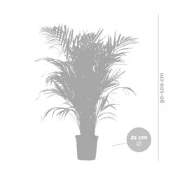 Dypsis Lutescens Incl. Panier En Jonc De Mer - Palmier Doré - ⌀21 Cm - ↕100-110 Cm -VIDA Plantes Magasin 640b78a17edc87.53736891