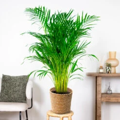 Dypsis Lutescens Incl. Panier En Jonc De Mer - Palmier Doré - ⌀21 Cm - ↕100-110 Cm -VIDA Plantes Magasin 640b78a18cf930.54558956