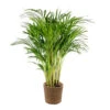 Dypsis Lutescens Incl. Panier En Jonc De Mer - Palmier Doré - ⌀20 Cm - ↕90-100 Cm -VIDA Plantes Magasin 640b78a2772ab2.00259752