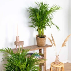 Dypsis Lutescens Incl. Panier En Jonc De Mer - Palmier Doré - ⌀20 Cm - ↕90-100 Cm -VIDA Plantes Magasin 640b78a2886787.17371081