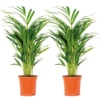 2x Dypsis Lutescens - Palmier Doré - Plante D'intérieur - Facile D'entretien - ⌀17 Cm - ↕60-70 Cm 2 2x Dypsis Lutescens - Palmier Doré - Plante D'intérieur - Facile D'entretien - ⌀17 Cm - ↕60-70 Cm -VIDA Plantes Magasin 640b78a36c5031.14056318