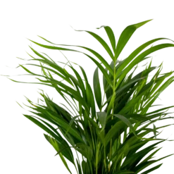 2x Dypsis Lutescens - Palmier Doré - Plante D'intérieur - Facile D'entretien - ⌀17 Cm - ↕60-70 Cm -VIDA Plantes Magasin 640b78a39680a7.80679516