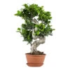 Ficus Microcarpa 'ginseng' En Forme De S – Bonsaï – Plante D'intérieur – ⌀22 Cm - ↕60-70 Cm -VIDA Plantes Magasin 640b78a4aba198.23690352