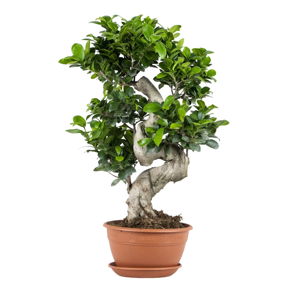 Ficus Microcarpa 'ginseng' En Forme De S – Bonsaï – Plante D'intérieur – ⌀22 Cm - ↕60-70 Cm 3 Ficus Microcarpa 'ginseng' En Forme De S – Bonsaï – Plante D'intérieur – ⌀22 Cm - ↕60-70 Cm