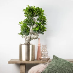 Ficus Microcarpa 'ginseng' En Forme De S – Bonsaï – Plante D'intérieur – ⌀22 Cm - ↕60-70 Cm 10 Ficus Microcarpa 'ginseng' En Forme De S – Bonsaï – Plante D'intérieur – ⌀22 Cm - ↕60-70 Cm -VIDA Plantes Magasin 640b78a4b84080.59068324