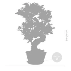 Ficus Microcarpa 'ginseng' En Forme De S – Bonsaï – Plante D'intérieur – ⌀22 Cm - ↕60-70 Cm 11 Ficus Microcarpa 'ginseng' En Forme De S – Bonsaï – Plante D'intérieur – ⌀22 Cm - ↕60-70 Cm -VIDA Plantes Magasin 640b78a4ca43b3.72373917