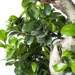 2x Ficus Microcarpa 'ginseng' En Forme De S – Bonsaï – Plante D'intérieur – ⌀22 Cm - ↕60-70 Cm -VIDA Plantes Magasin 640b78a5b23d03.95455747