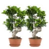 2x Ficus Microcarpa 'ginseng' En Forme De S – Bonsaï – Plante D'intérieur – ⌀22 Cm - ↕60-70 Cm -VIDA Plantes Magasin 640b78a5b7e801.40733972