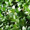 Buis Sempervirens Faulkner/godet - 5/20 Cm -VIDA Plantes Magasin 6411c396671642.55453871