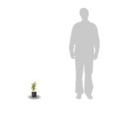 Buis Sempervirens Elegans/godet - 5/20 Cm