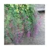 Lespedeza De Thunberg/pot De 3l - 20/40 Cm -VIDA Plantes Magasin 6411c4fe739912.16130650