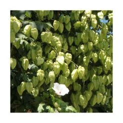 Savonnier Paniculata/pot De 10l - 125/150 Cm -VIDA Plantes Magasin 6411c506929091.55945019