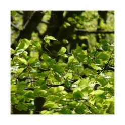 Hêtre Commun Sylvatica/pot De 7,5l - 60/80 Cm -VIDA Plantes Magasin 6411c521126554.18080660