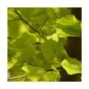 Hêtre Commun Sylvatica/pot De 7,5l - 60/80 Cm -VIDA Plantes Magasin 6411c5211d3591.24493418