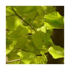 HĂȘtre Commun Sylvatica/pot De 7,5l - 60/80 Cm