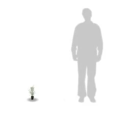 Eucalyptus Gunni France Bleu® 'rengun'/pot De 7,5l - 40/60 Cm -VIDA Plantes Magasin 6411c525786818.65301056