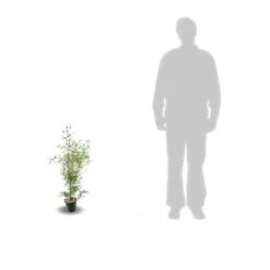 Eucalyptus Gunni France Bleu® 'rengun'/pot De 7,5l - 40/60 Cm -VIDA Plantes Magasin 6411c525840195.31640674