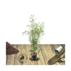 Eucalyptus Gunni France Bleu® 'rengun'/pot De 7,5l - 40/60 Cm -VIDA Plantes Magasin 6411c52588d7f2.88023522