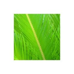 Cycas Du Japon/pot De 25l - 60/80 Cm -VIDA Plantes Magasin 6411c5b365ae74.91314817