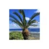 Cycas Du Japon/pot De 25l - 60/80 Cm -VIDA Plantes Magasin 6411c5b3690d77.33830545