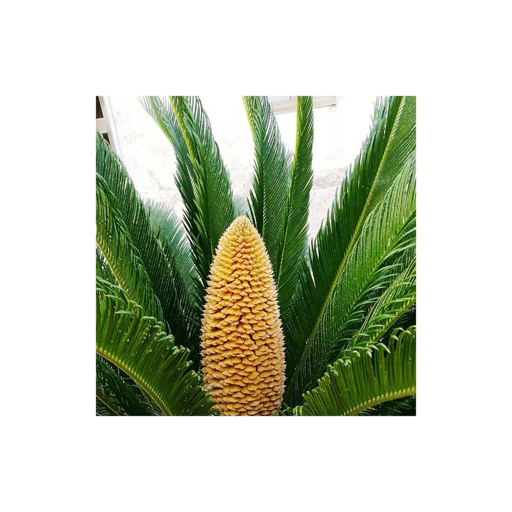Cycas Du Japon/pot De 70l - Stipe 40/50 Cm 5 Cycas Du Japon/pot De 70l - Stipe 40/50 Cm – Image 3
